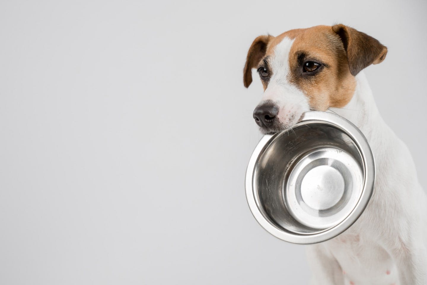 犬に与える豆乳の適量・頻度