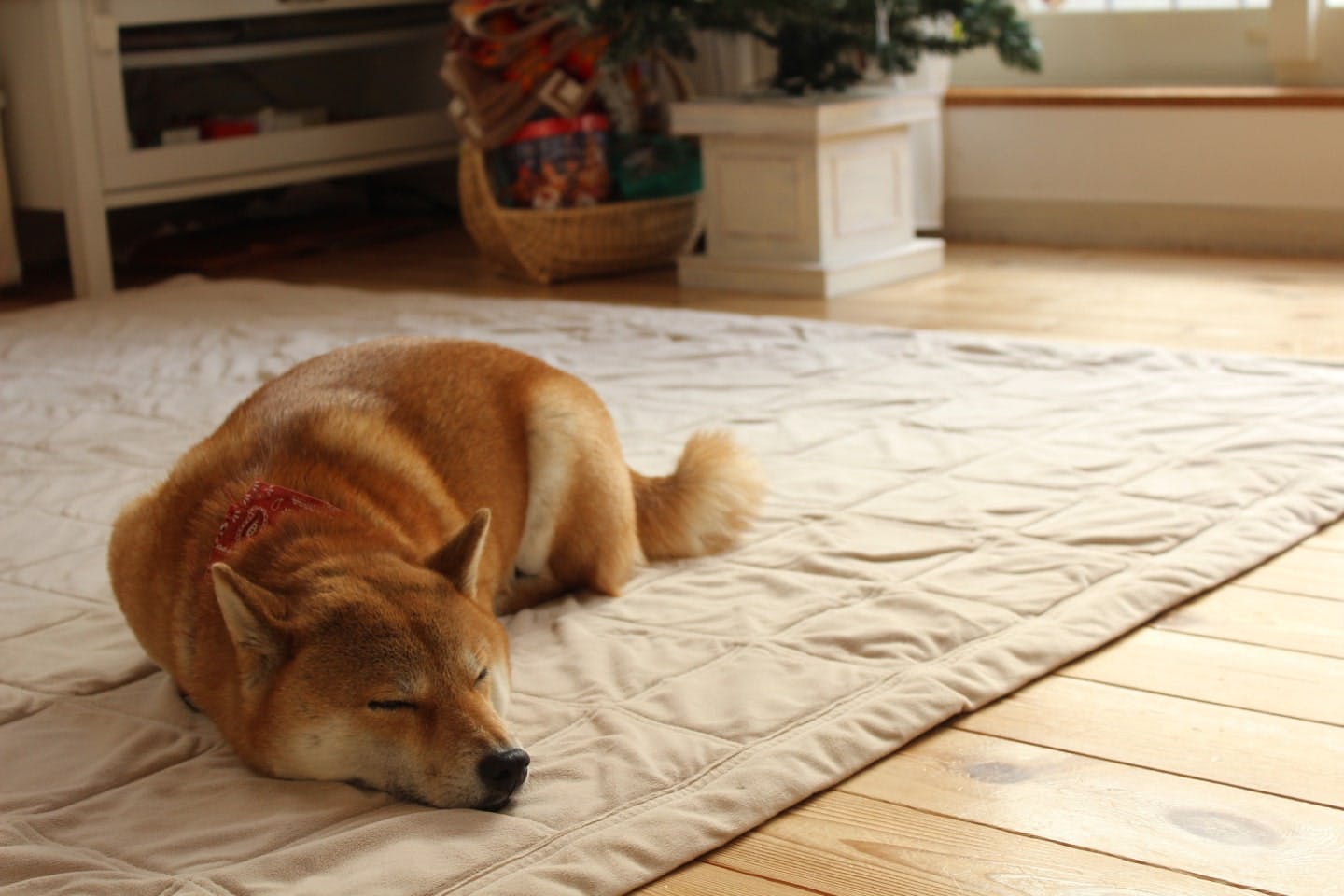 犬がごぼうを過剰摂取した場合のリスク