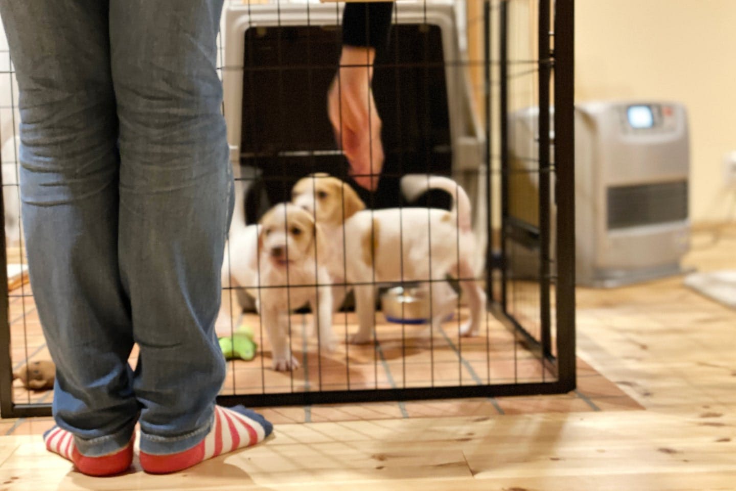 ペット 室内 クリアランス 放し飼い