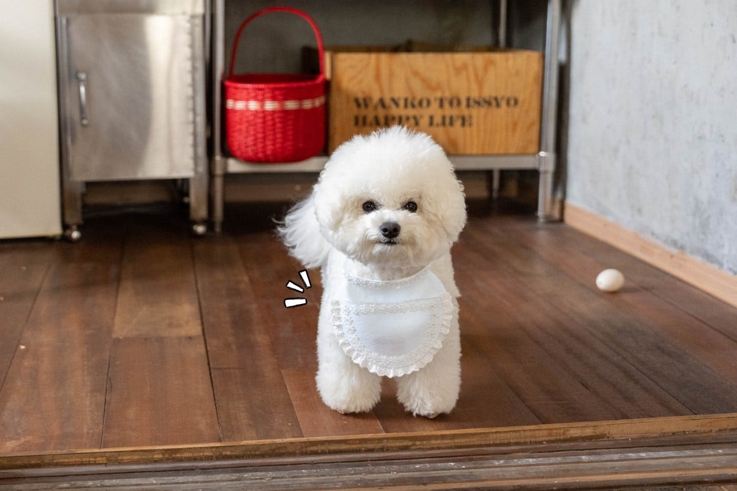 愛犬用 なりきりお母さんセット（昭和風エプロン）　犬着用