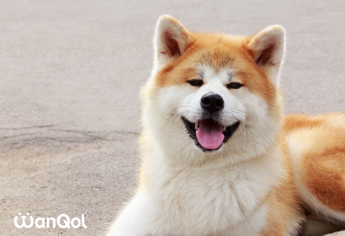 秋田犬は「あきたいぬ」と読む日本犬の種類で、天然記念物に指定されています。