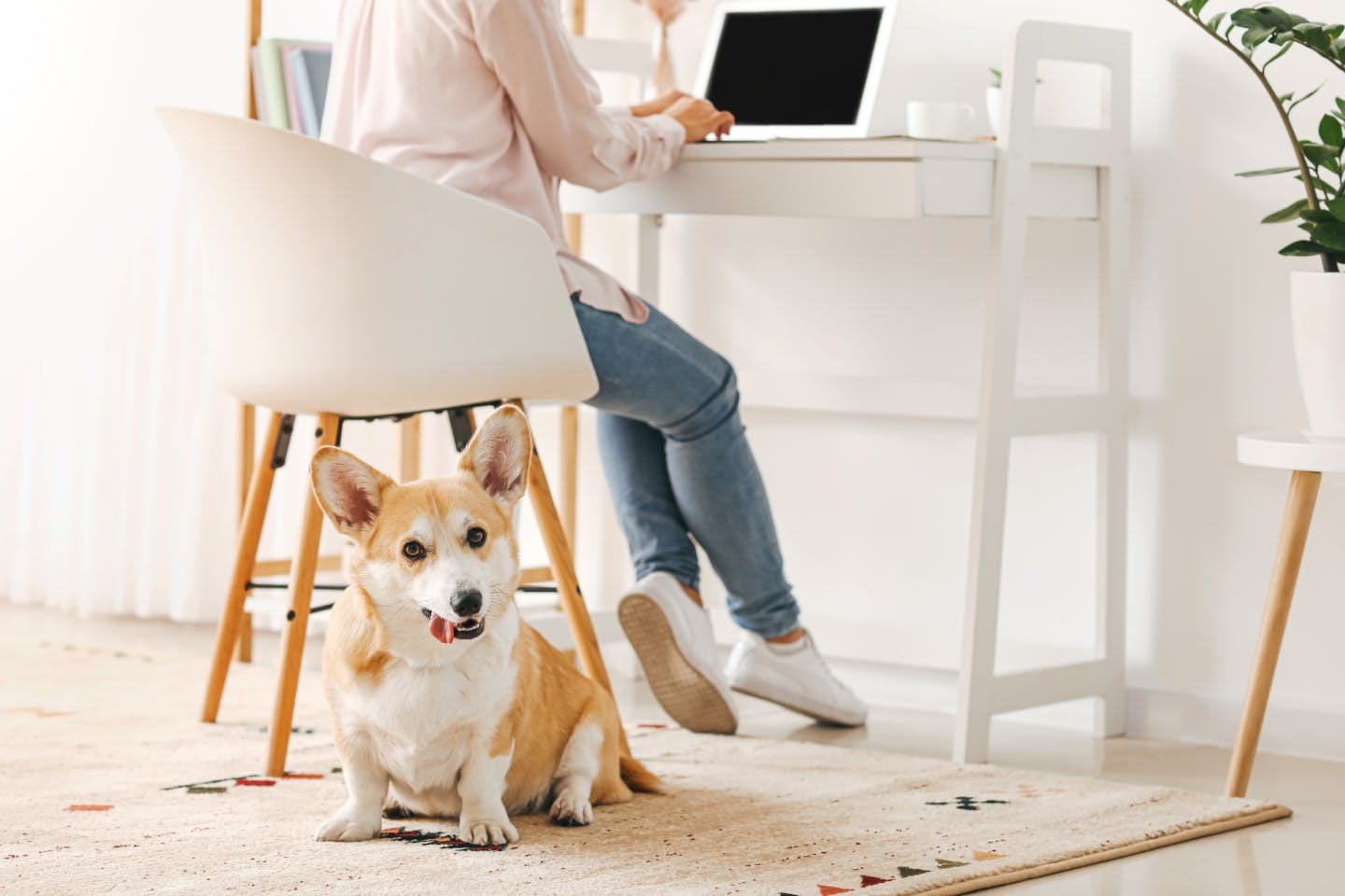 自分にあった犬を選ぶポイント