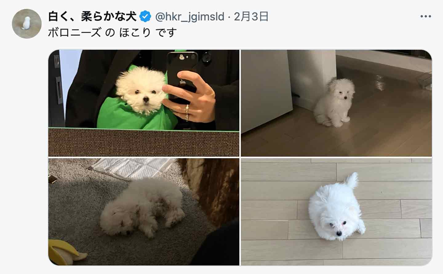 言葉は通じなくても心で通じ合っている」白く、柔らかな犬ほこりちゃんとsushiさん|ワンクォール