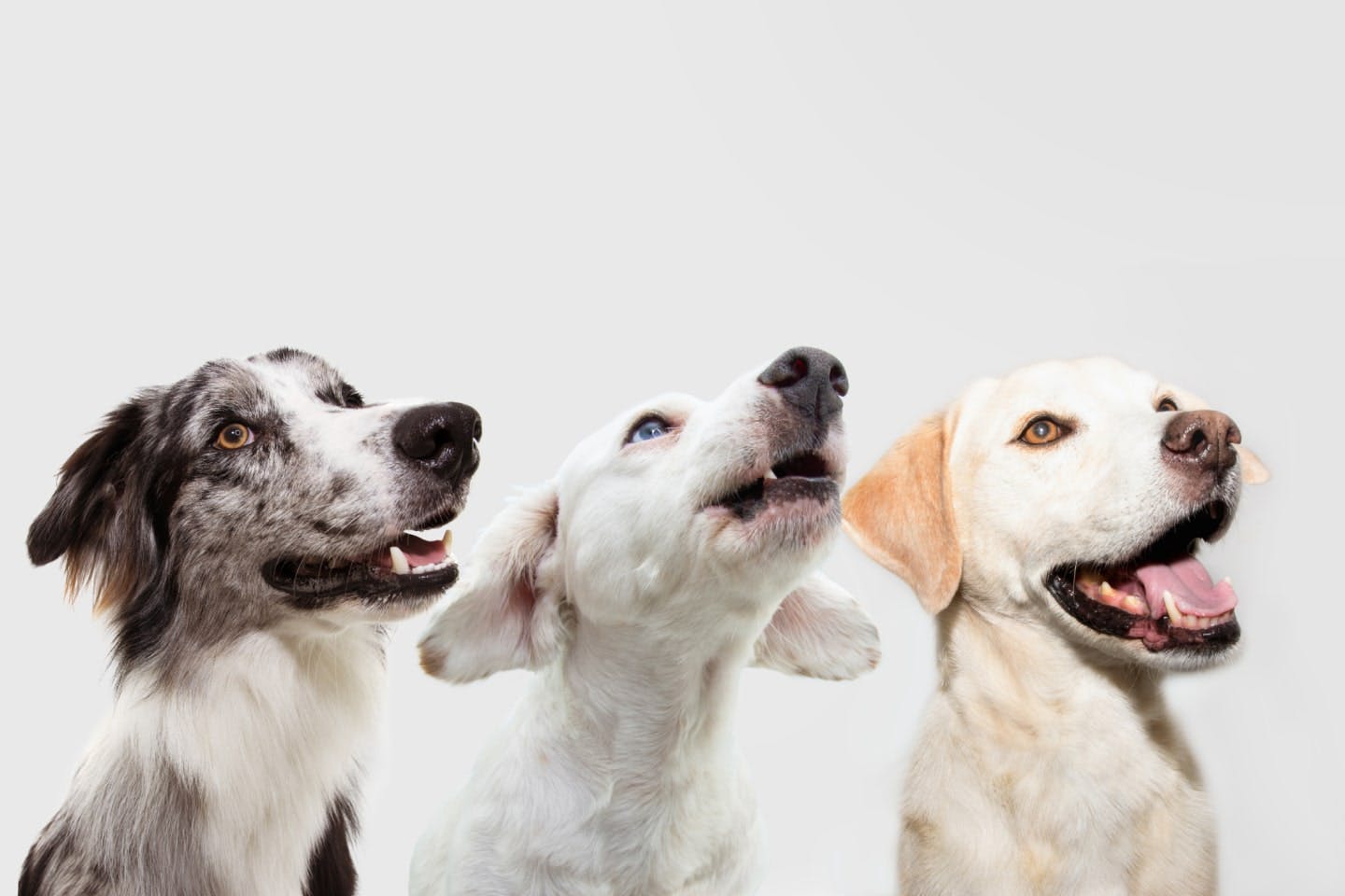 ごぼうは少量なら犬に与えてOK