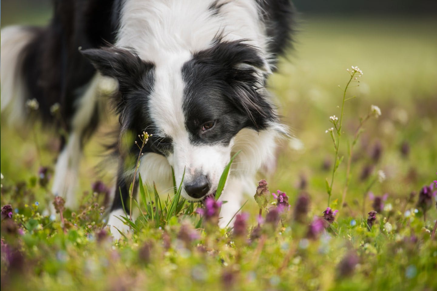 犬が草を食べる理由