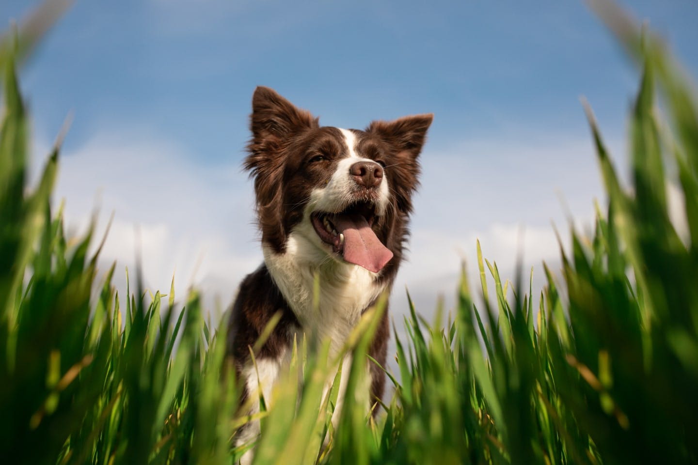 犬が草を食べる理由とは？リスクや対処法を解説