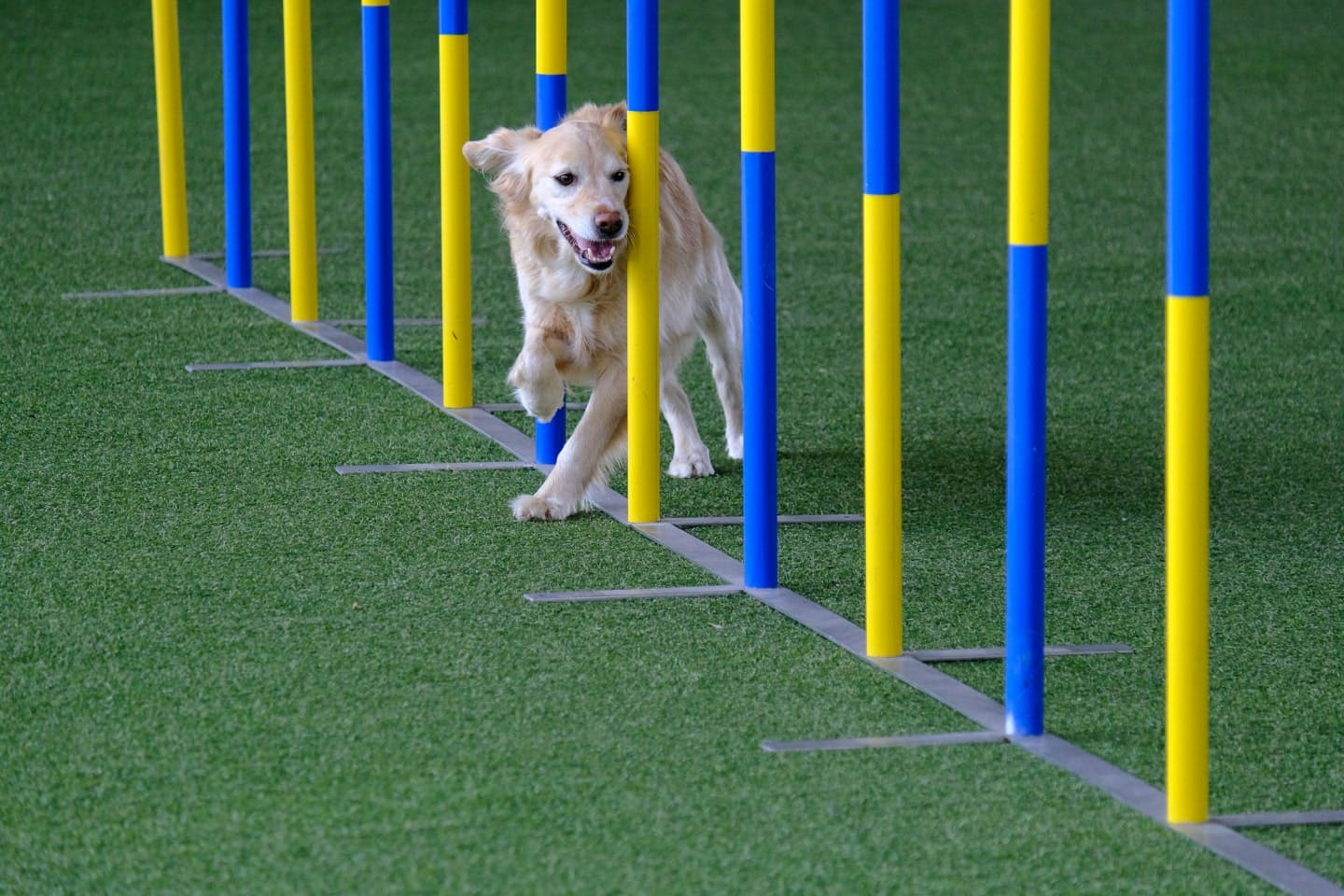 犬の血統書はどんなときに必要？