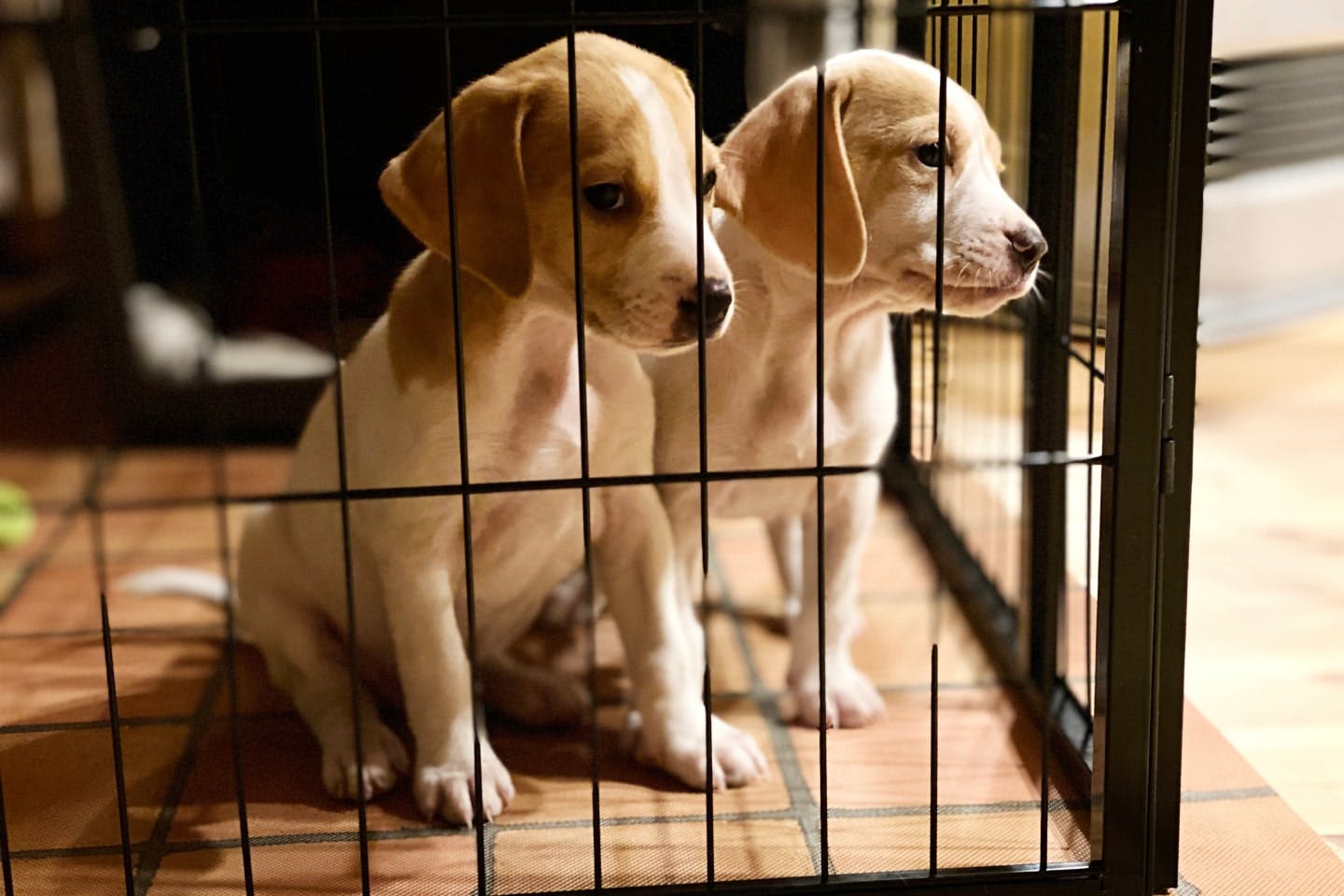 a22b9dbc-dog_cage_deal_03-min.
