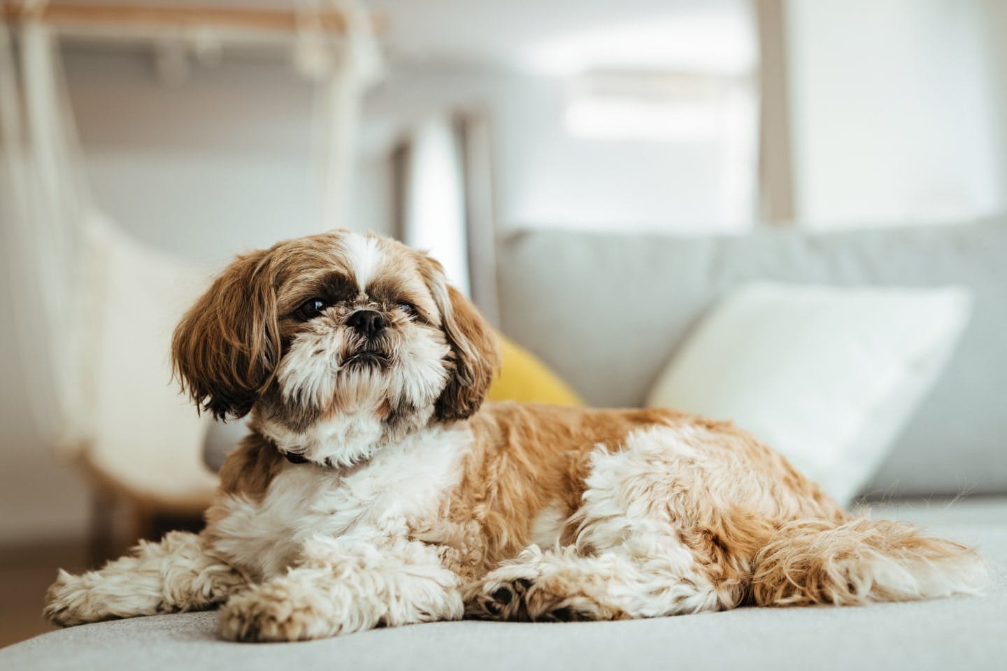 毛が抜けない犬種は？抜ける犬種との違いやメリットを解説