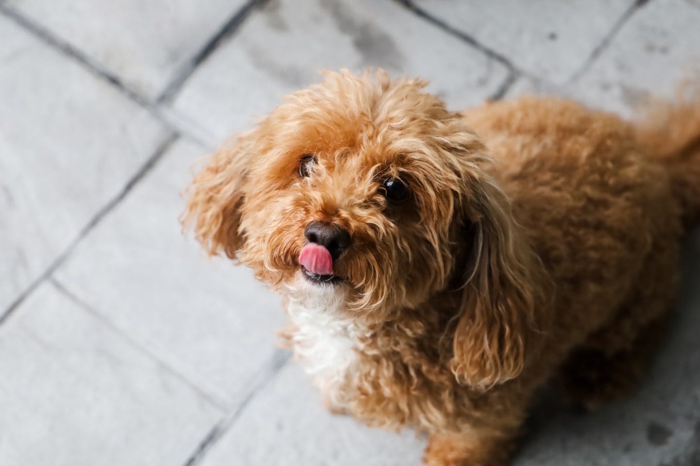 犬に豆乳を与えていい？