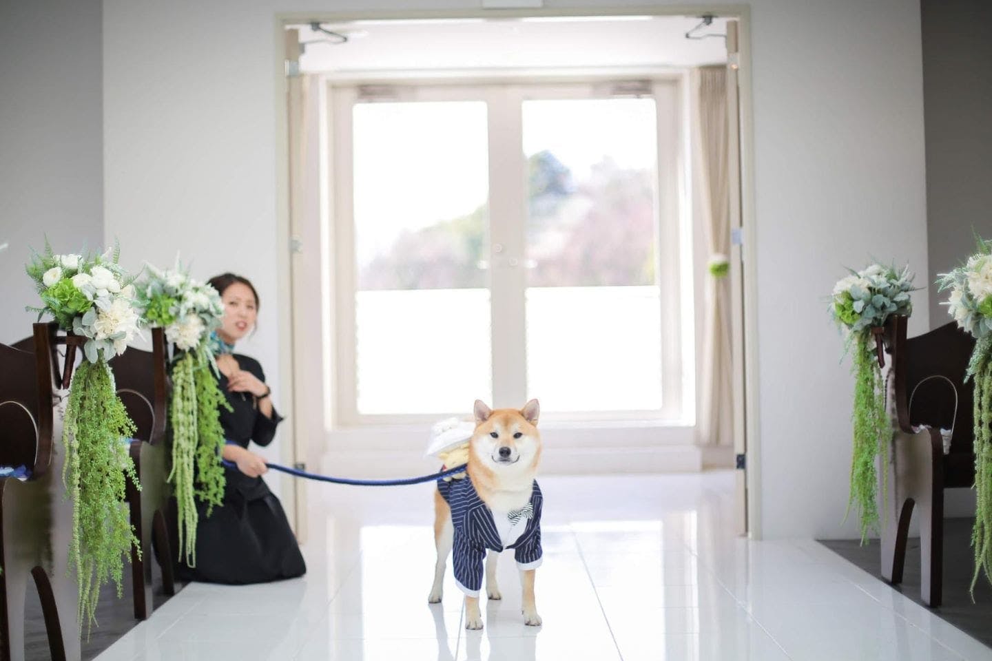 結婚式のリングドッグを務める柴犬おもちちゃん