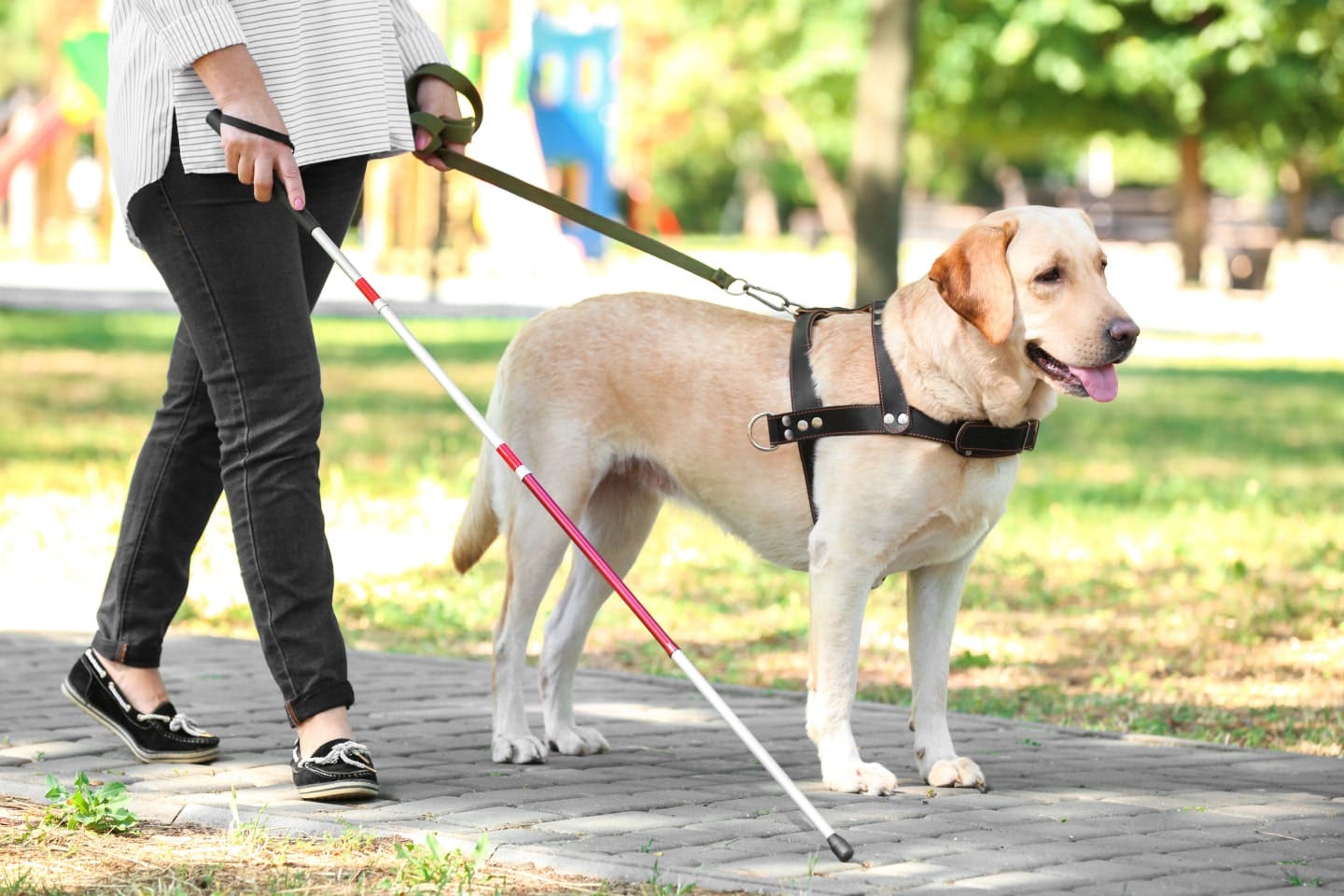 盲導犬にやってはいけないことは？盲導犬ユーザーのSOSサインと手助けする方法