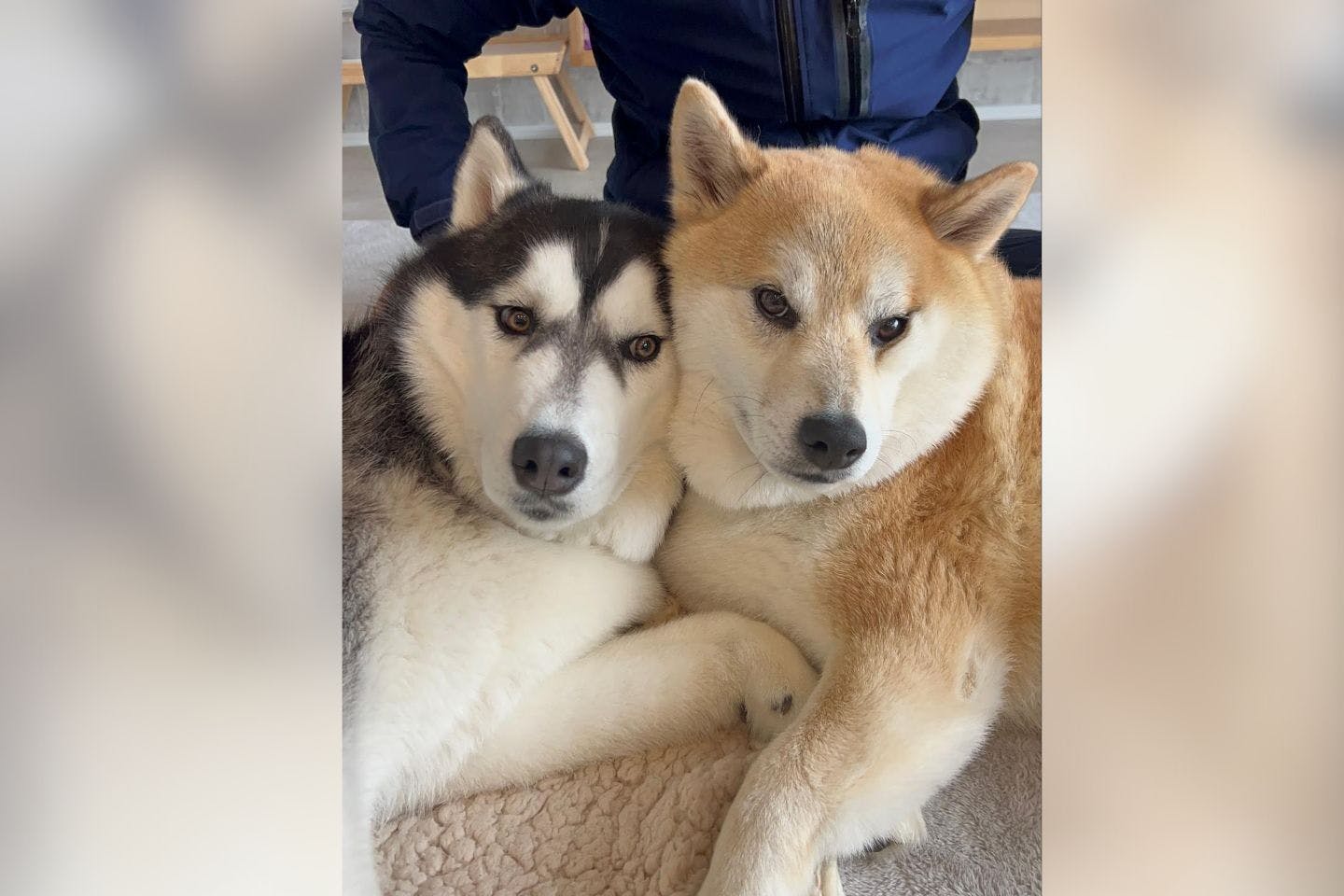 兄の柴犬・おもちちゃんと弟のシベリアンハスキー・おこめちゃん