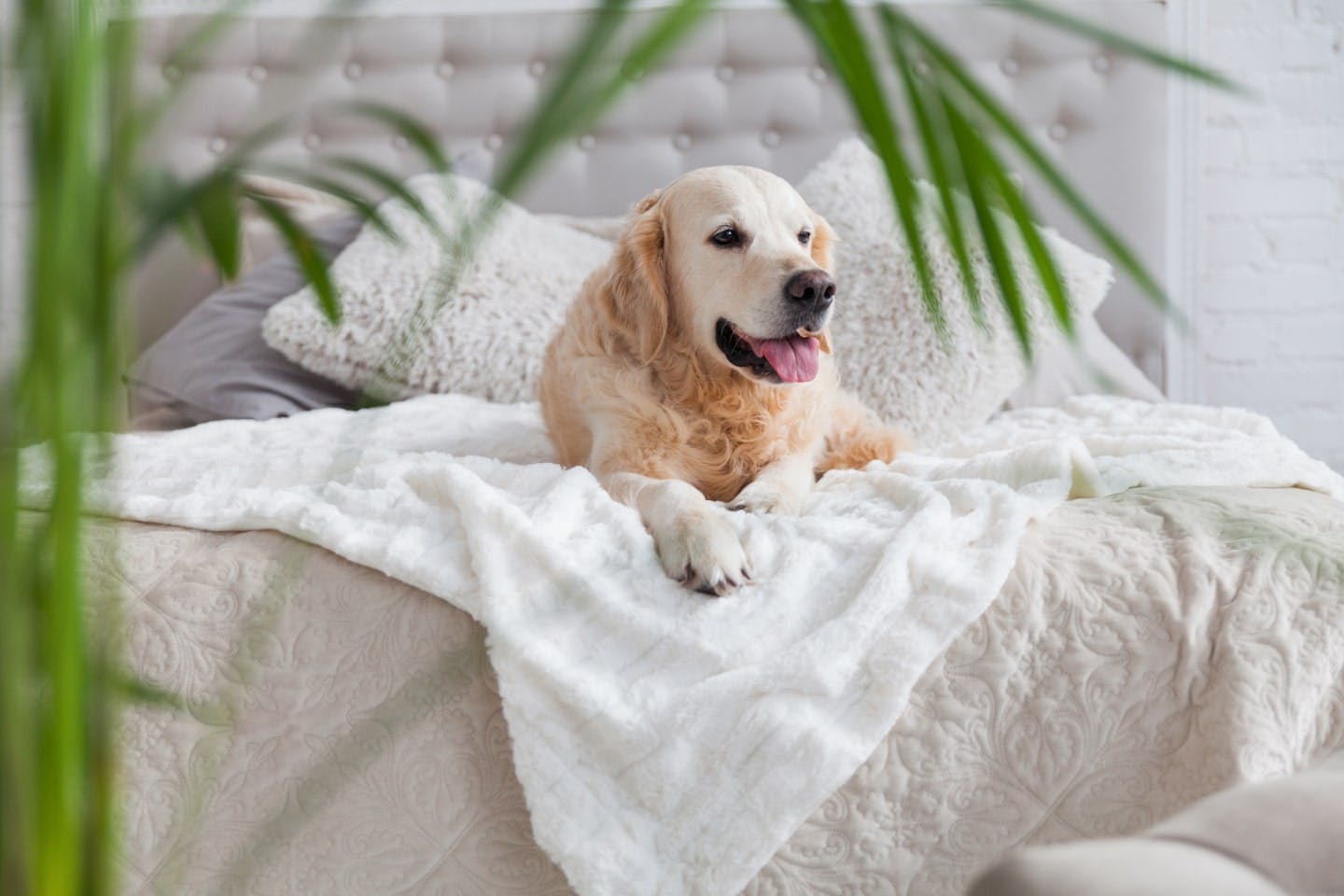 犬を室内で放し飼いするには