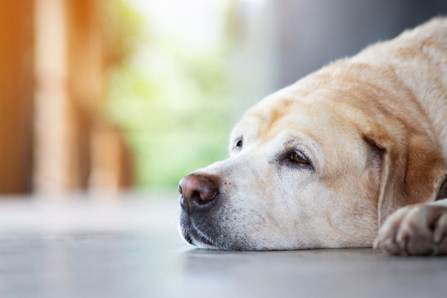 犬が亡くなる前の行動や変化とは？最期までに決めておきたいこととできること