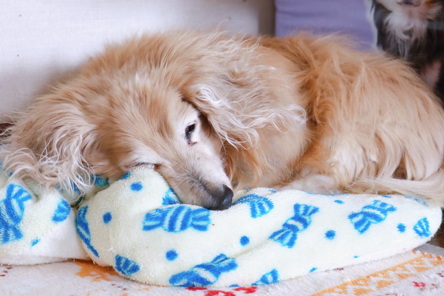 犬の老化を示すサイン