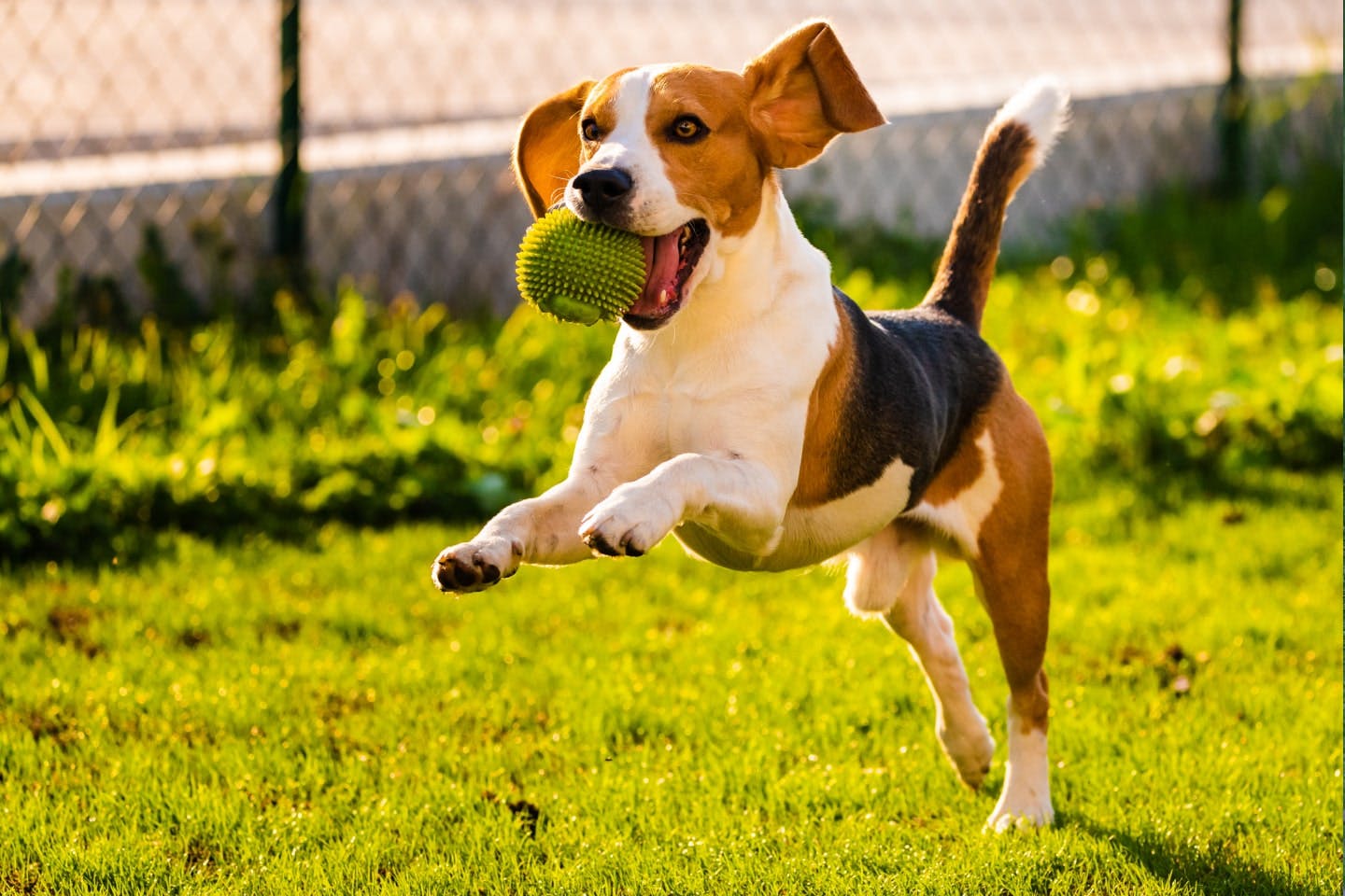 血統書付きの犬をお迎えするメリット