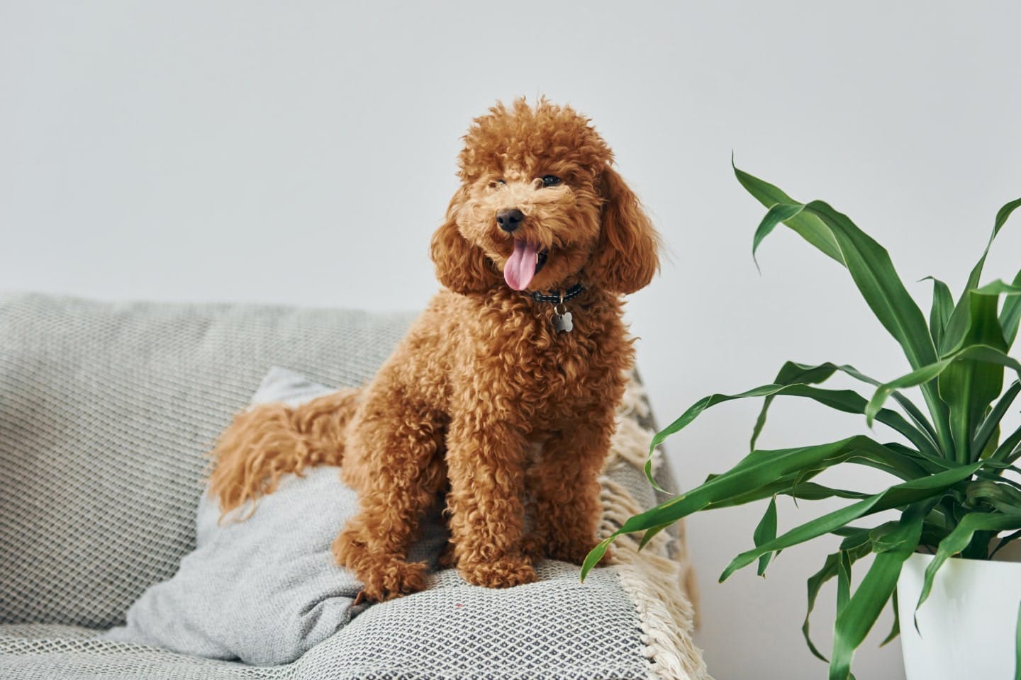 長生きする犬の共通