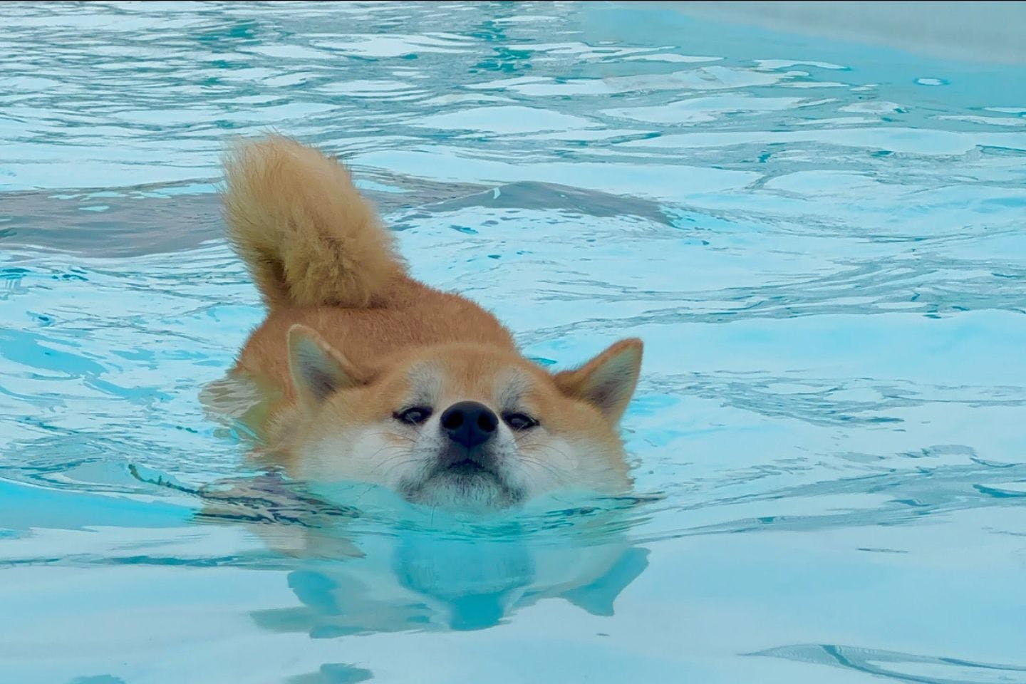 泳ぐのが大好きになった柴犬おもちちゃん