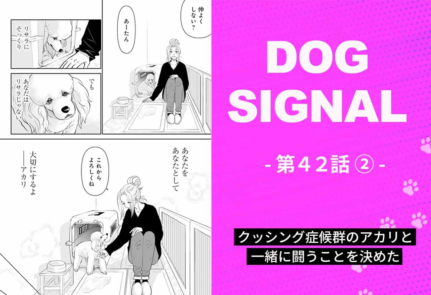 漫画『DOG SIGNAL（ドッグシグナル）』42話目2/4　“クッシング症候群”の成犬・アカリを迎える