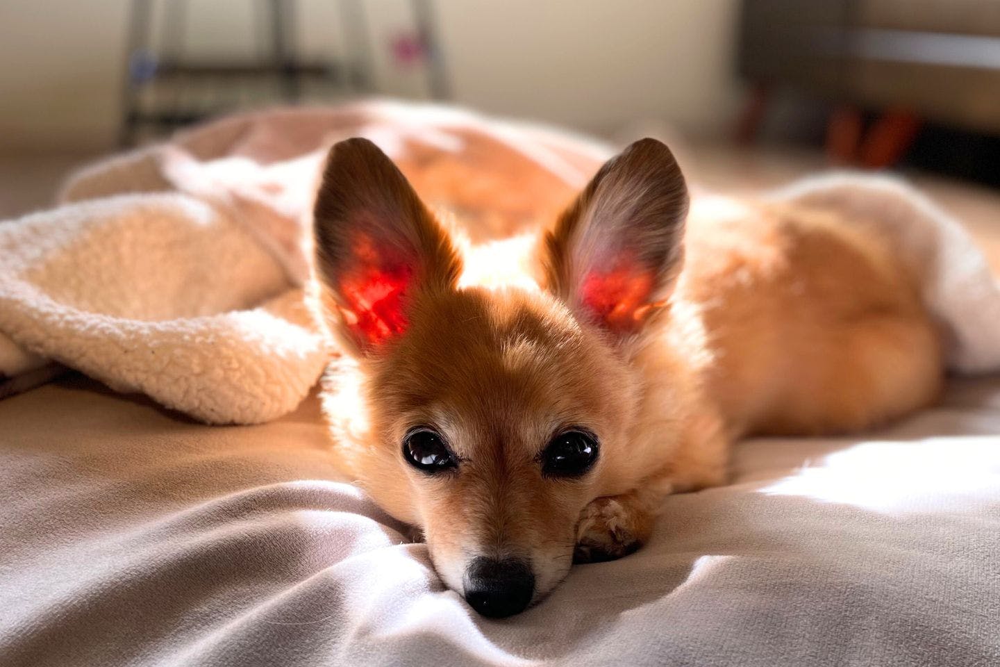 耳の大きな犬　きつね犬太朗くん 耳が縦にピン　うさぎ似