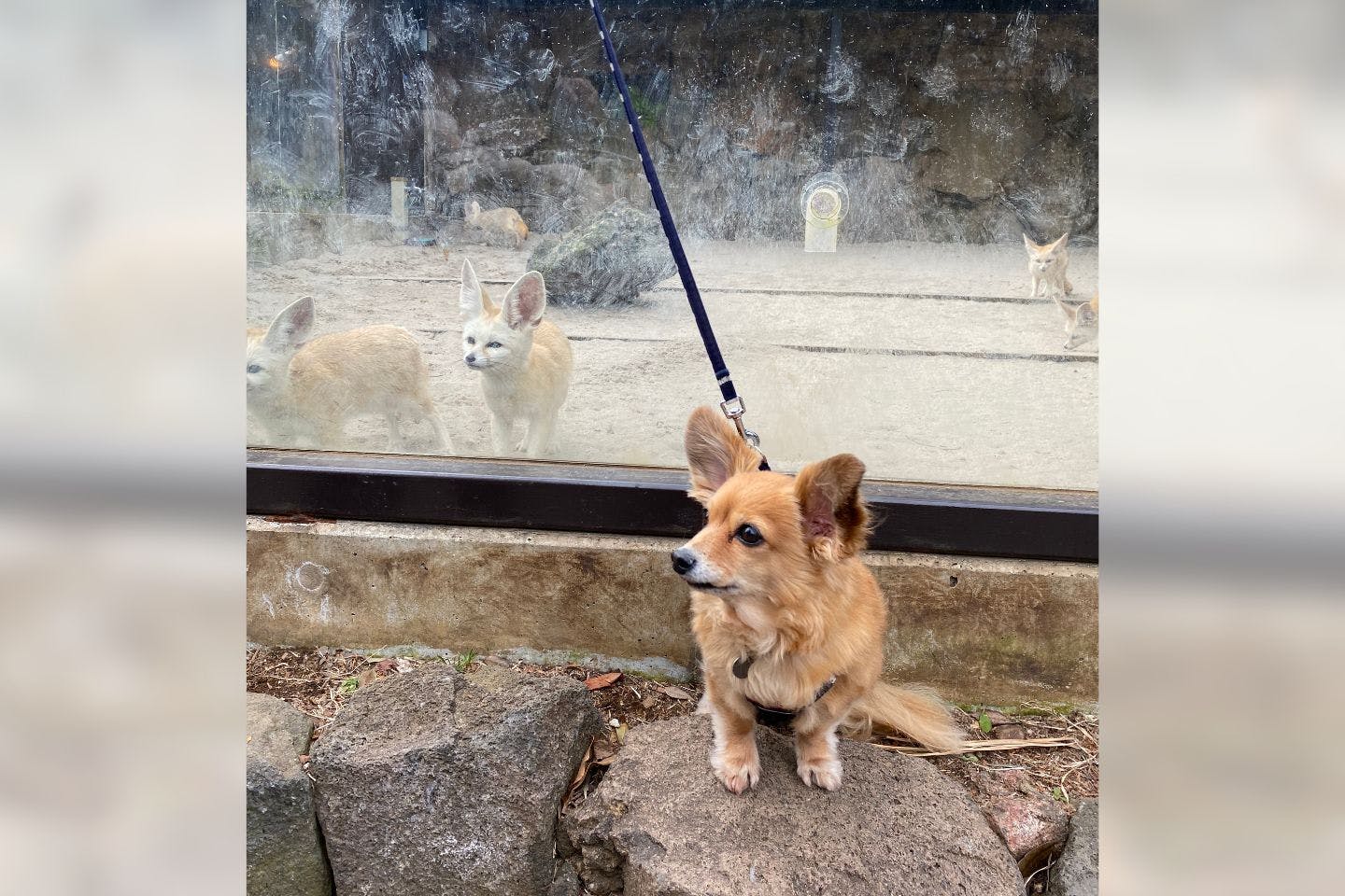 フェネックにも間違われる、きつね犬太朗くん