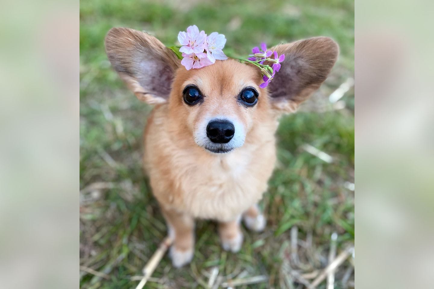 大きな耳で世界中の犬好きを魅了する太朗くん