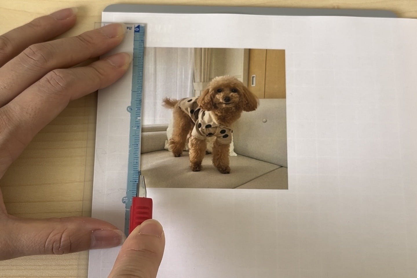 愛犬の写真を印刷する