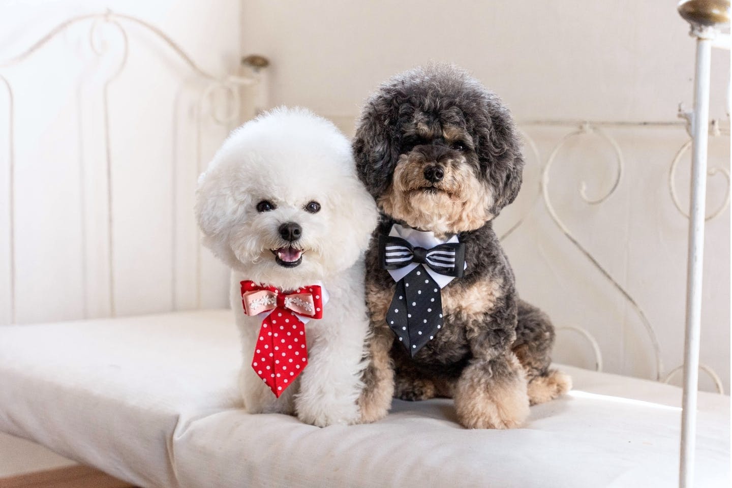 dogdiy_63_17
