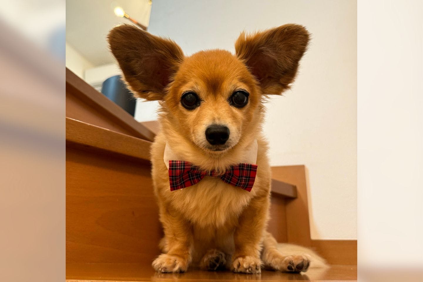 耳の大きな犬　きつね犬太朗くん