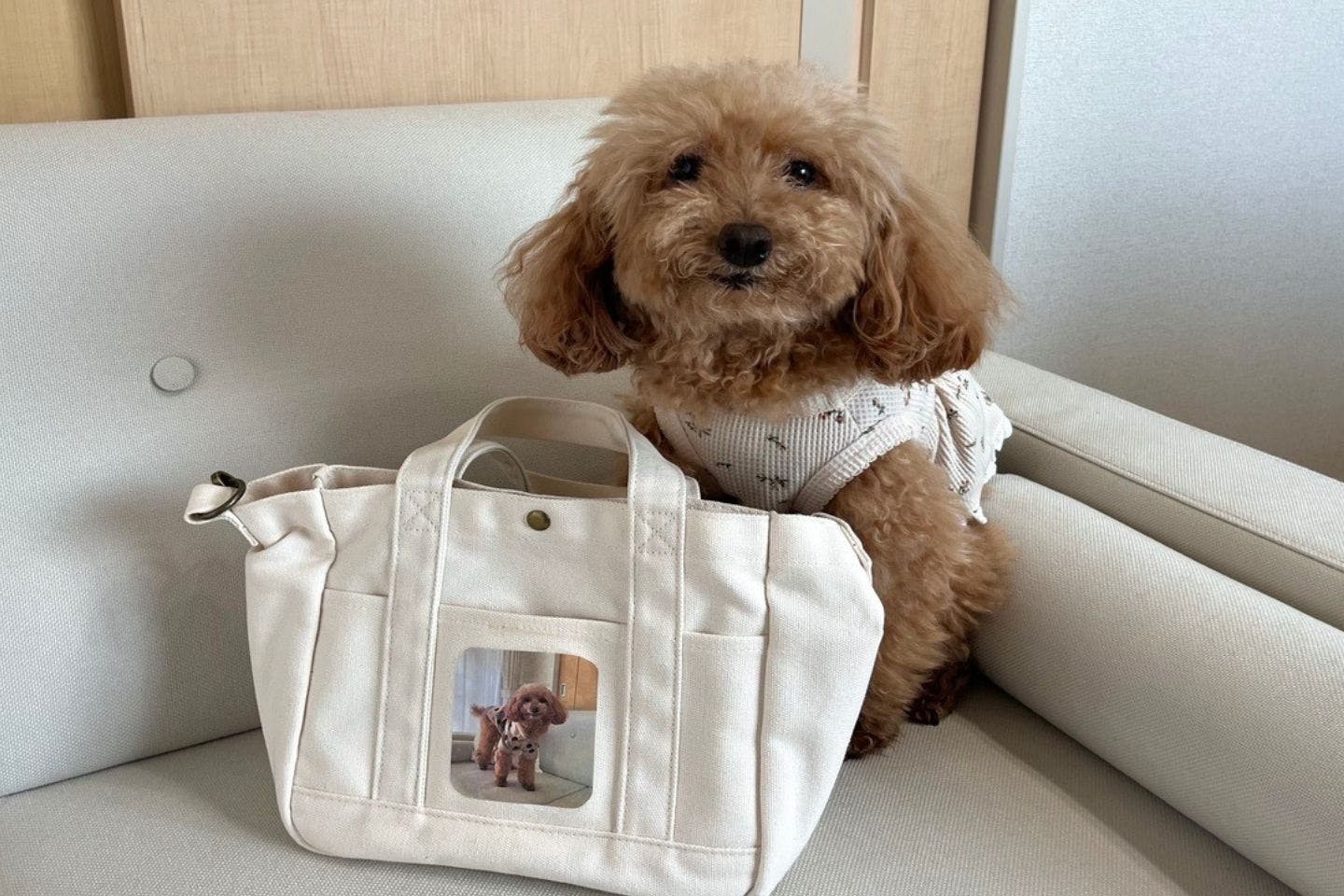 お散歩バッグに愛犬の写真をラップで簡単プリント！ 転写シートを使わない、簡単うちの子アレンジ