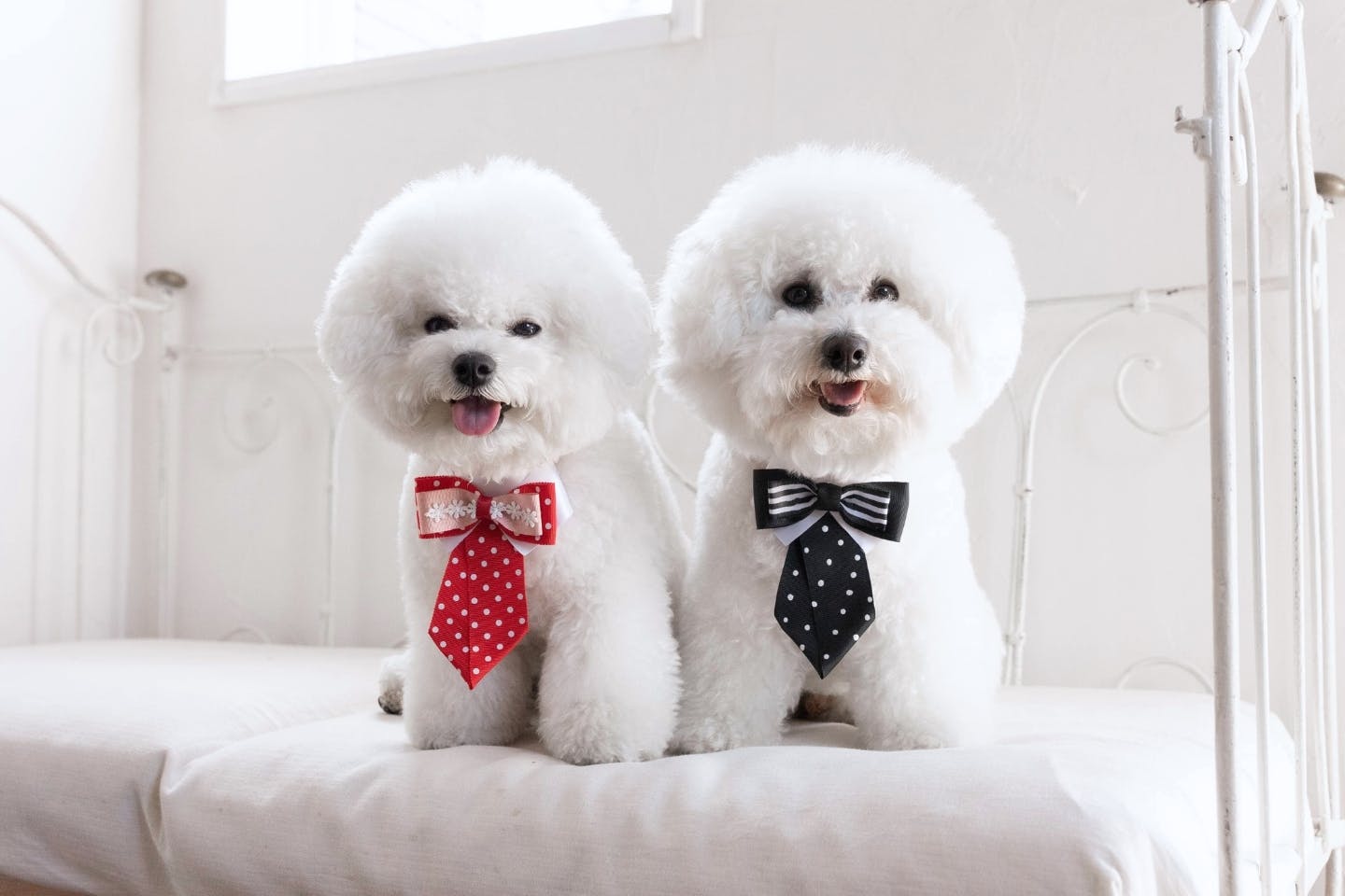 【着用イメージ】カインズホームの犬服で簡単トータルコーディネート 【着用イメージ】父の日にもぴったり! 愛犬用 襟付きリボンネクタイ