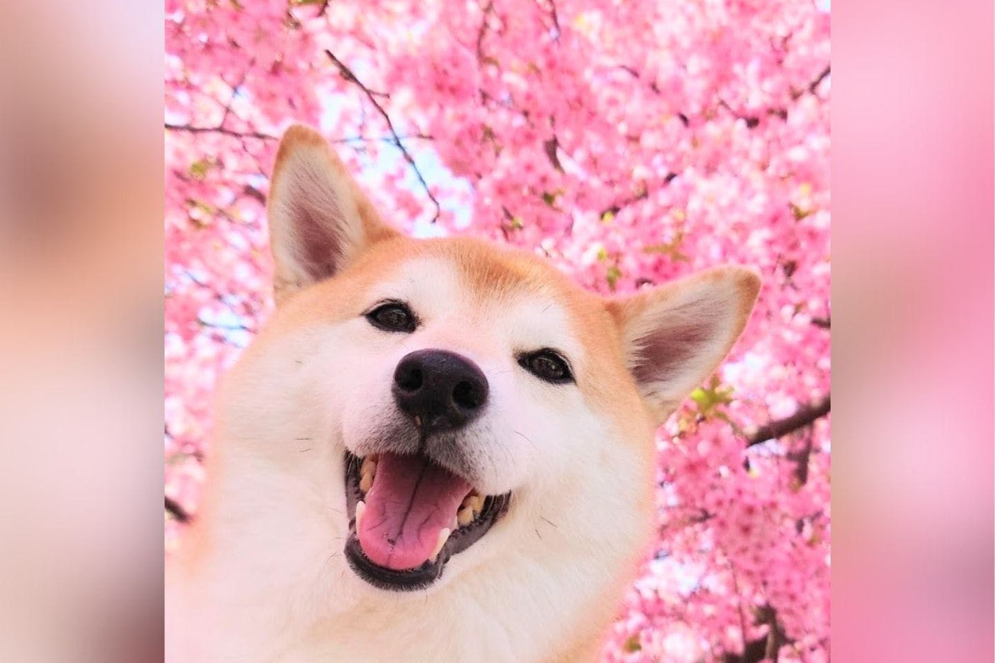 愛犬チャーミー　お気に入りの桜の写真