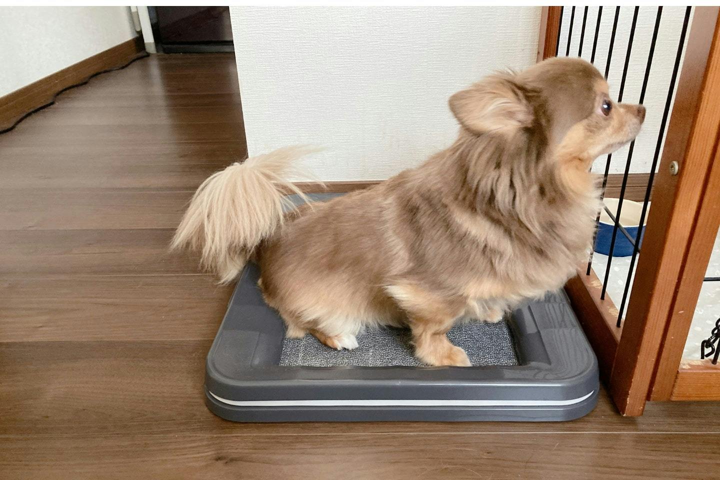 消臭力だけじゃない! リビングに置けるおしゃれな犬トイレ「デオシート