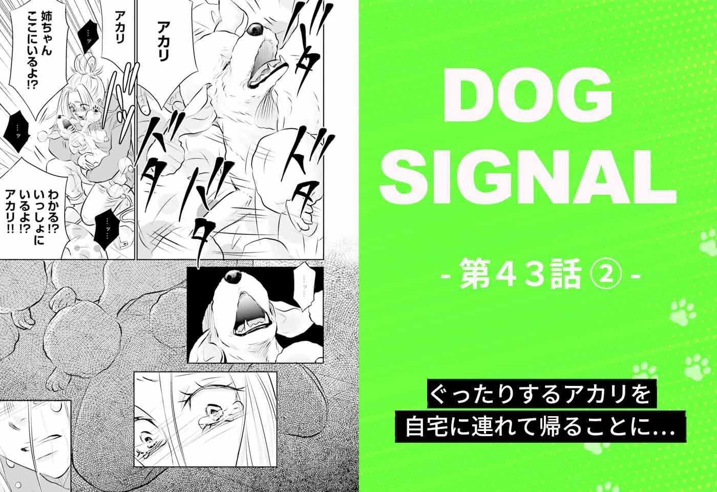 漫画『DOG SIGNAL（ドッグシグナル）』43話目2/4　愛犬を家に連れて帰ることを決めた