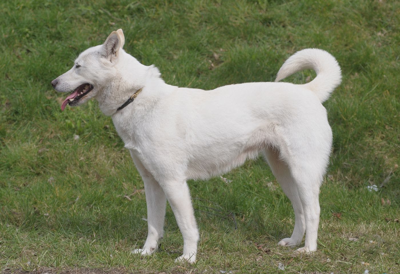 珍島犬の性格や特徴は？飼い方のコツや寿命などについて解説【獣医師