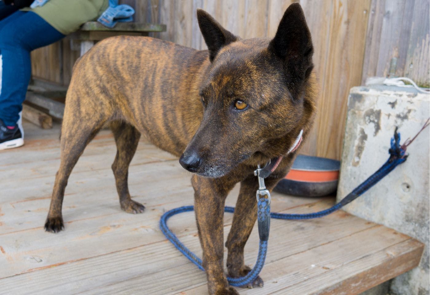 琉球犬とは？特徴・入手方法・上手な飼い方などについて解説|ワンクォール