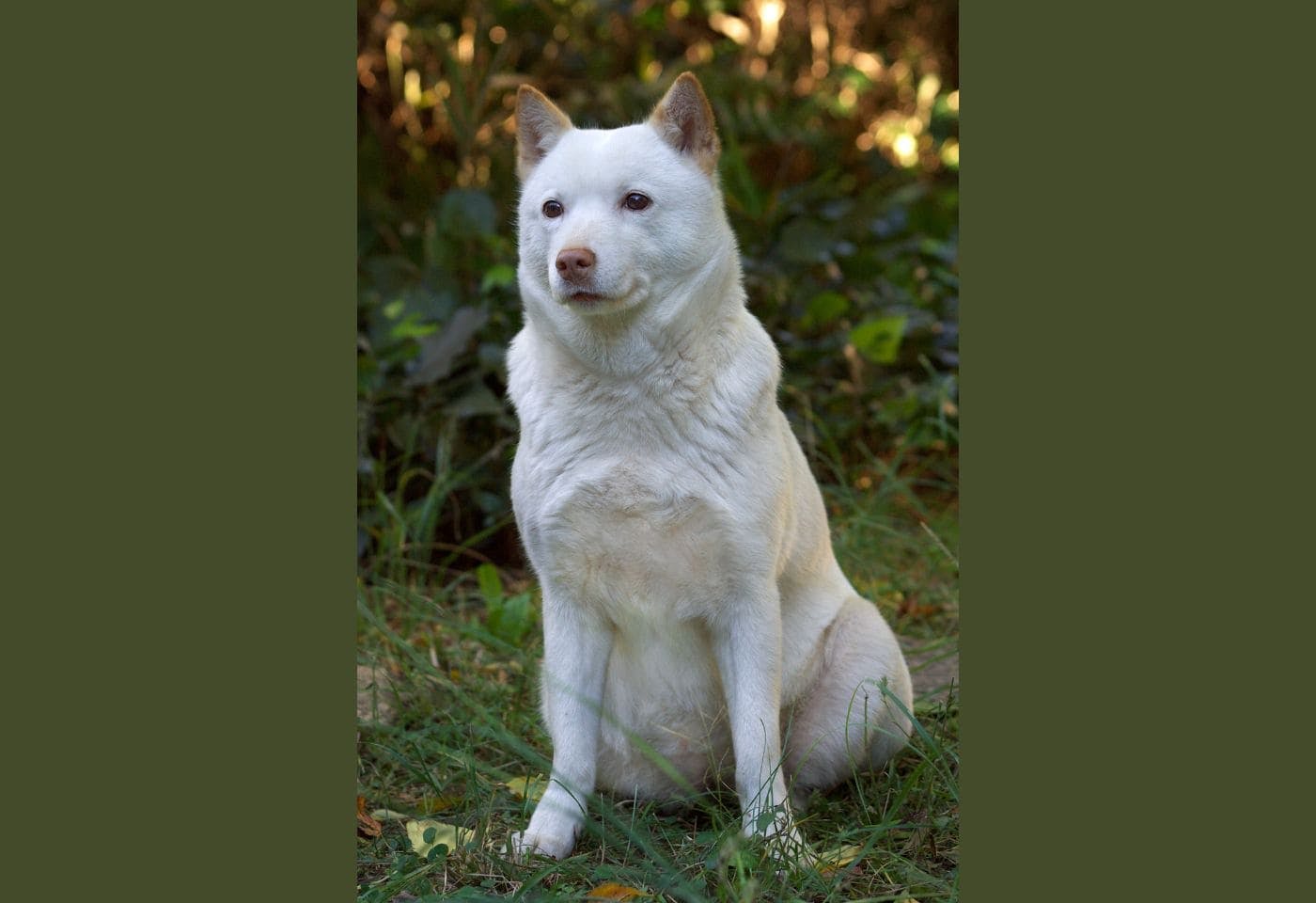 アイヌ犬（北海道犬）