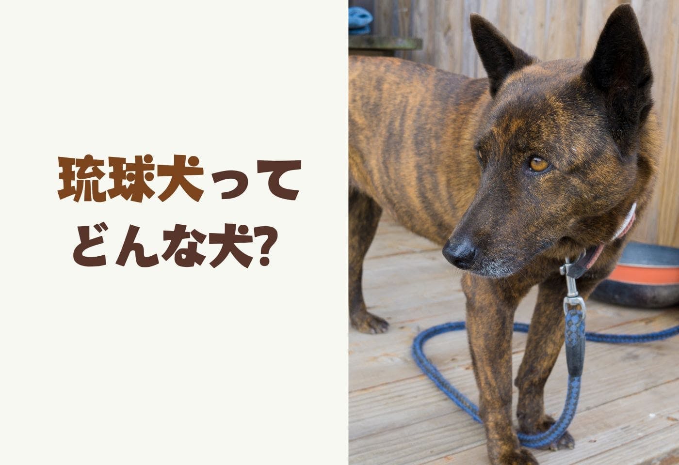 琉球犬とは？特徴・入手方法・上手な飼い方などについて解説