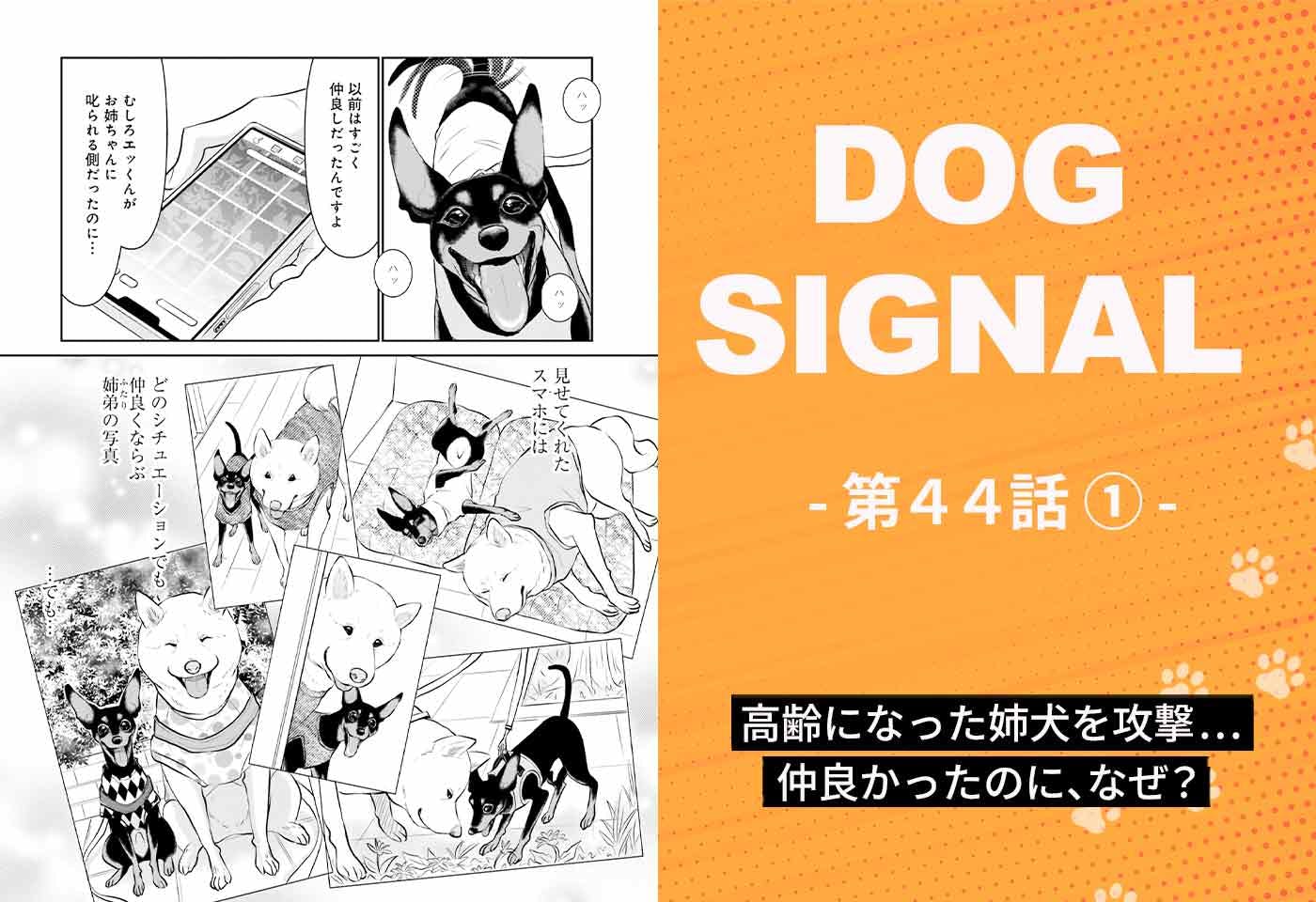 漫画『DOG SIGNAL（ドッグシグナル）』44話目1/4 愛犬が姉犬を攻撃するお悩み|ワンクォール