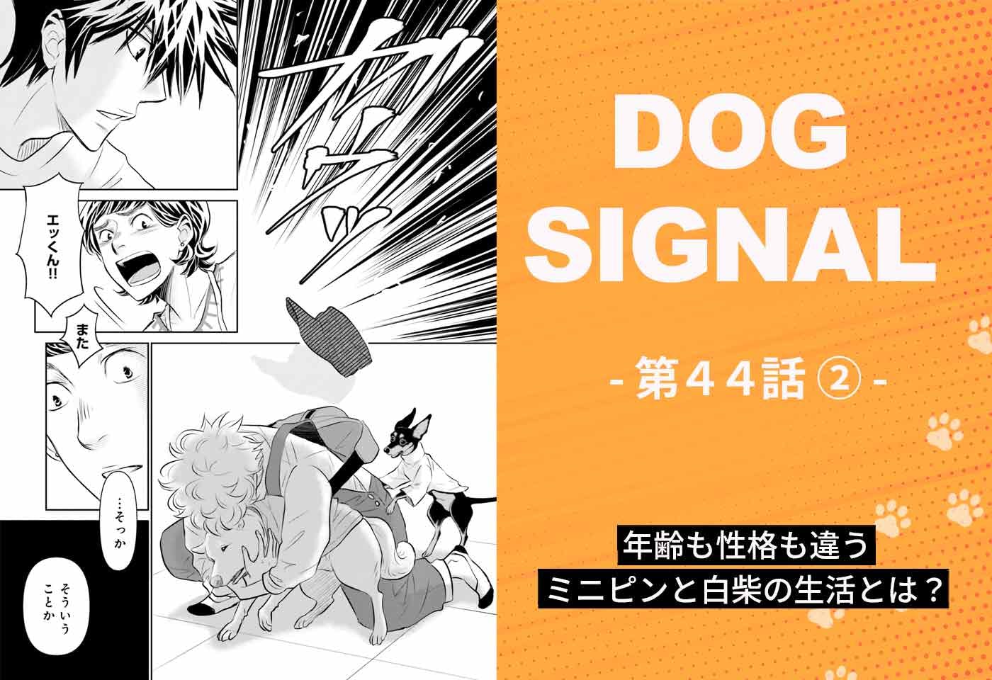 漫画『DOG SIGNAL（ドッグシグナル）』44話目2/4　年齢も犬種も違う犬の多頭飼い生活とは？