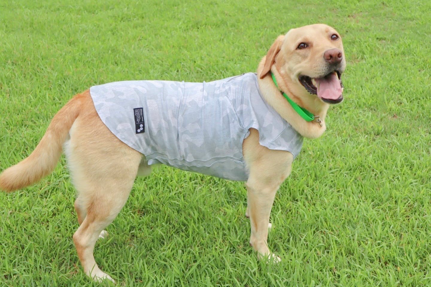 【型紙不要】既製品が1着あれば簡単に量産できる！ 人間の服を犬服タンクトップにリメイクする方法