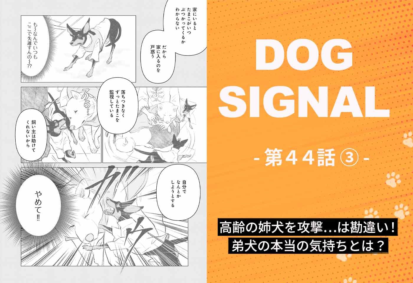 漫画『DOG SIGNAL（ドッグシグナル）』44話目3/4　飼い主の勘違い？ 姉犬を攻撃していた本当の理由