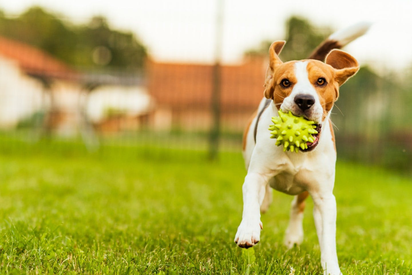 リードフリーで楽しもう！プライベートドッグランや広いドッグランがある犬連れOKなグランピング施設おすすめ16選－関東エリア（栃木、群馬、茨城、埼玉、千葉、東京、神奈川）