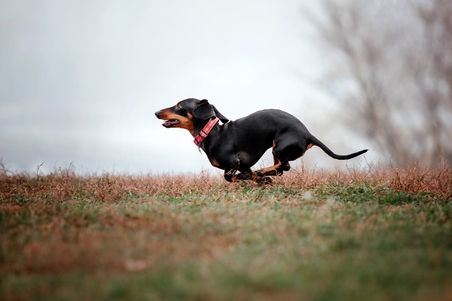 ミニチュア・ダックスフンドなどの犬はなぜ足が短いの？