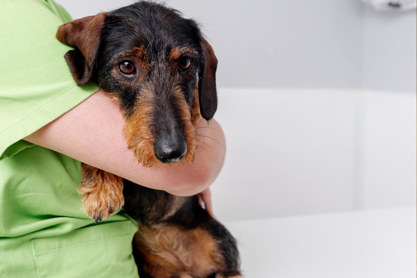 足の短い犬を飼うときの注意点