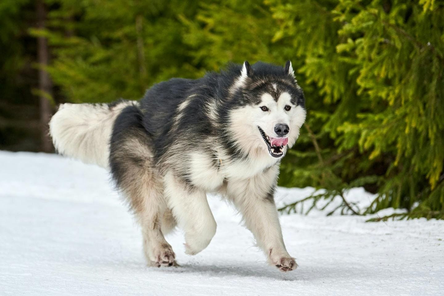 アラスカン・マラミュート