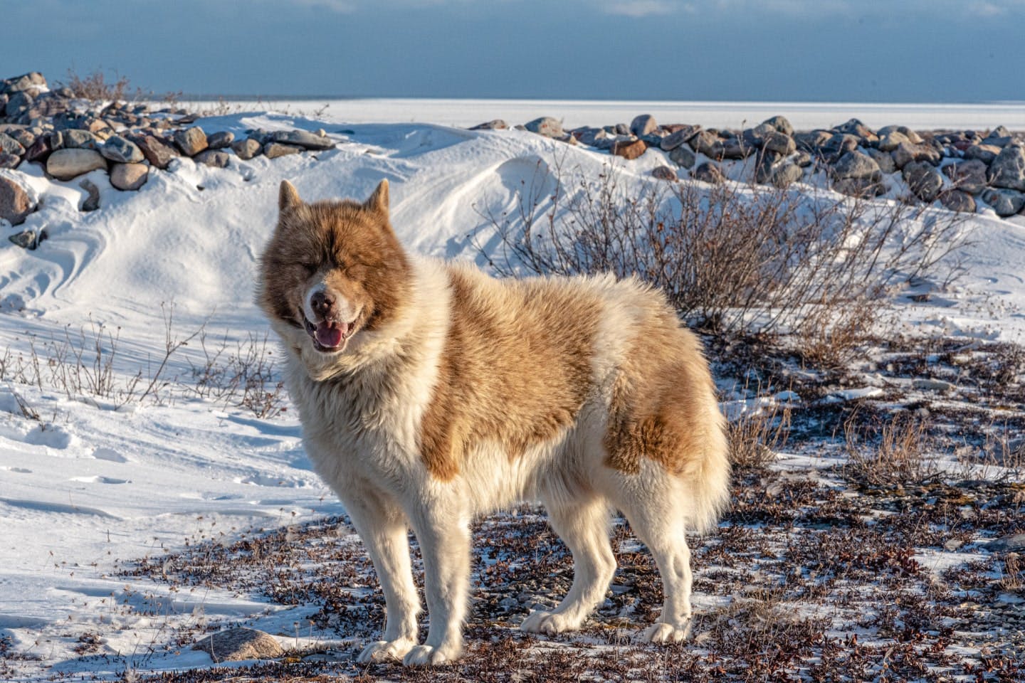 detteです レトロそり、運搬そり、犬ぞり、犬そり、雪そり、木製そり 奥深い犬ぞりの世界…初心者にも分かりやすい！犬種や用語の基礎知識