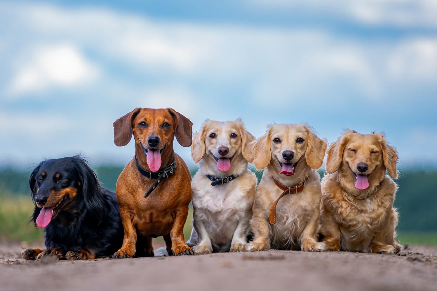 愛くるしい！　足が短い犬・代表7犬種の特徴や注意点を紹介