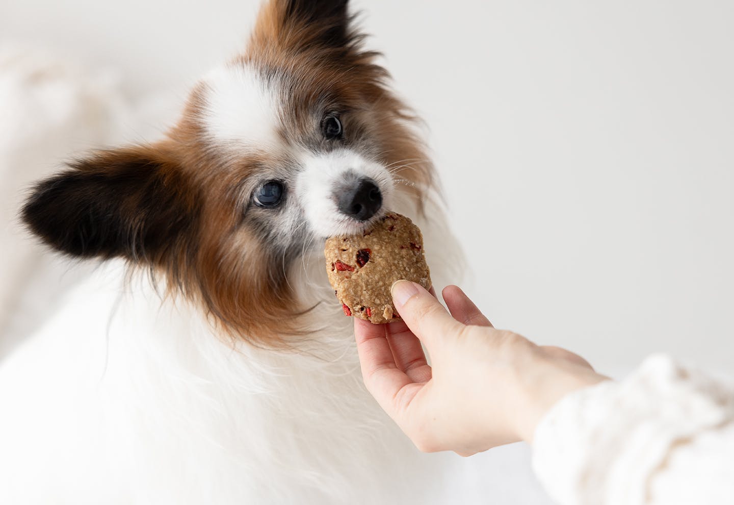 レンジで作る愛犬用オートミールクッキー　試食